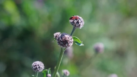 A common fire bug on the top of a bush Stock Footage 116466507