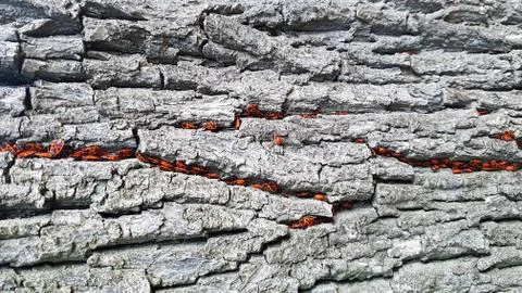 Common fire bugs go their way along the tree Stock Photos