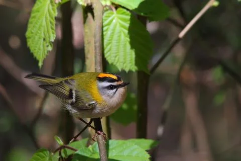 Common firecrest bird, Regulus ignicapilla Stock Photos