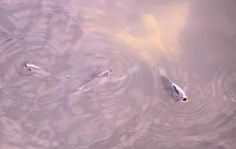 Common fish due to suffocation and lack of oxygen coming to water surface for Stock Photos