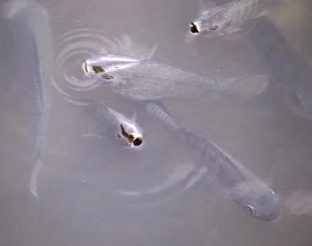 Common fish due to suffocation and lack of oxygen coming to water surface for Stock Photos