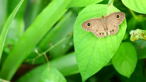The Common Five-ring butterfly on leaf with natural green background Stock-Footage 170533716