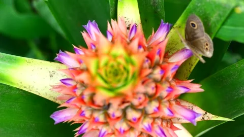 The Common Five-ring butterfly on Pineapple blossom Stock Footage 170534173