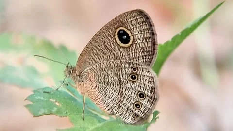 Common Five-ring Butterfly Resting on Green Leaf Macro Close-up FHD Vidéo 321067437