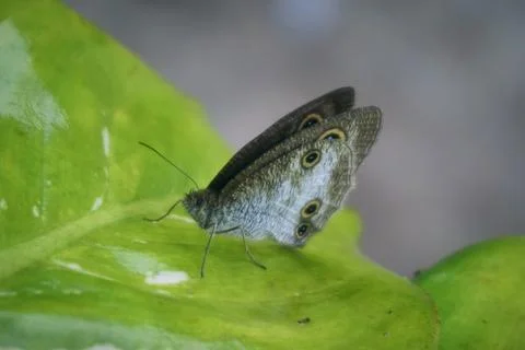 Common five-ring Stock Photos