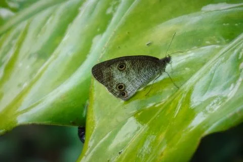 Common Five-ring Stock Photos