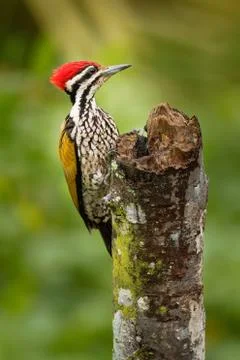 Common Flameback - Dinopium javanense - or Goldenback is a beautiful bird in  Foto stock