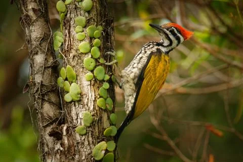 Common Flameback - Dinopium javanense - or Goldenback is a bird in the family Stock Photos