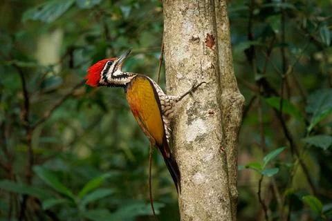 Common Flameback - Dinopium javanense - or Goldenback is a bird in the fami.. Stock Photos