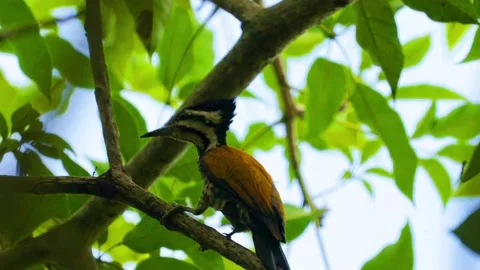 The Common Flameback, Stock Footage 300760339