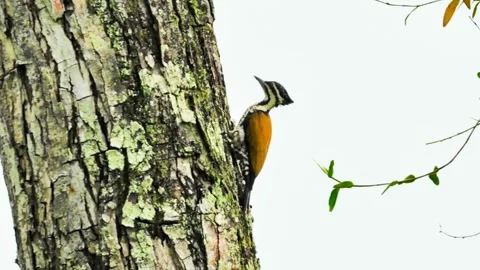 The Common Flameback Stock Footage 300761451