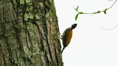  The Common Flameback Stock Footage 300761480
