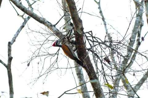 The common flameback or common goldenback (Dinopium javanense) is a species o Stock Photos