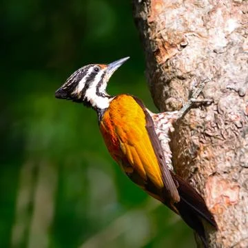 Common flameback Stock Photos