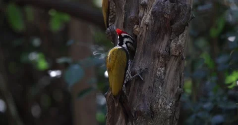 Common Flameback Woodpecker feed sitting on tree trunk in rainforest closeup Stock Footage 331726543
