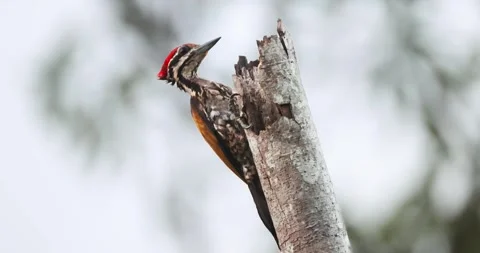 Common Flameback woodpecker perched on dead tree trunk in forest Stock-Footage 332415936