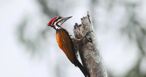 Common Flameback woodpecker perched on dead tree trunk in forest Stock Footage 340549041