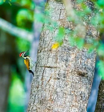 Common Flameback Woodpecker perched on a tree Stock Photos