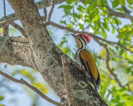 Common Flameback Woodpecker Stock Photos