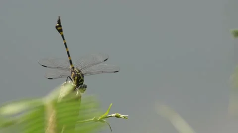 Common Flangetail dragonfly resting on the small pole Stock Footage 64076789