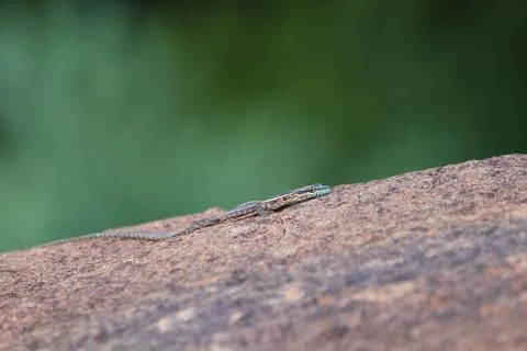 Common Flat Lizard Basking On Granite Rock (Platysaurus intermedius) Stock Photos
