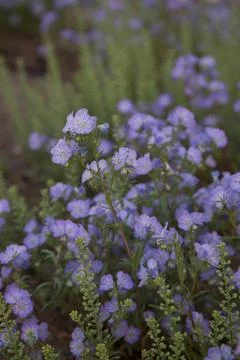 Common flax field in bloom Stock-Fotos