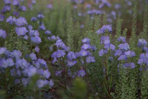 Common flax field in bloom Stock Photos