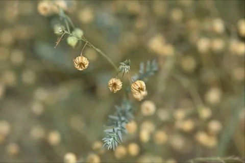 Common flax Stock Photos