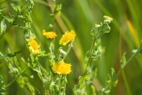 Common fleabane in bloom closeup with selective focus on foreground Stock Photos