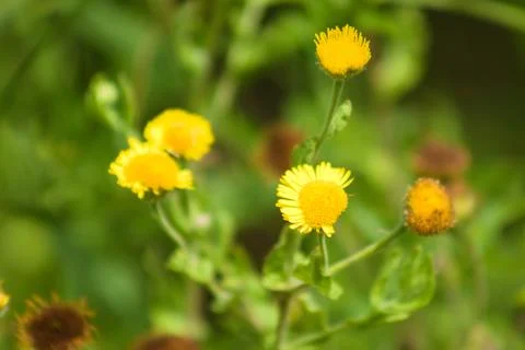 Common fleabane in bloom closeup view with selective focus on foreground Foto stock