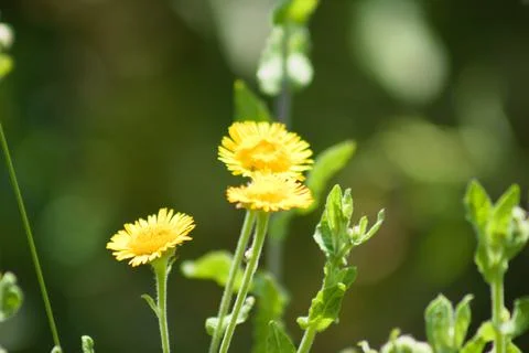 Common fleabane in bloom closeup view with blurred background Stock-Fotos