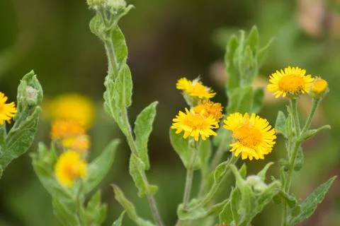 Common fleabane in bloom closeup view with selective focus on foreground Stock-Fotos