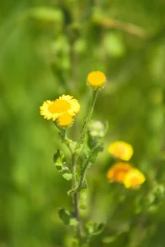 Common fleabane in bloom closeup view with selective focus on foreground Foto stock
