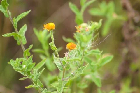 Common fleabane in bloom closeup view with selective focus on foreground Stock Photos