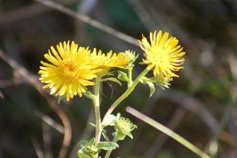 Common fleabane in bloom closeup view with blurred background Stock Photos