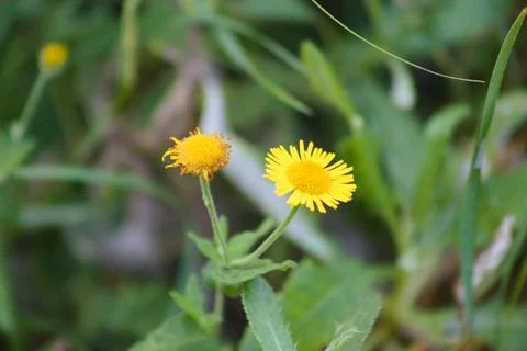 Common fleabane in bloom closeup view with green blurred plants on background Stock Photos