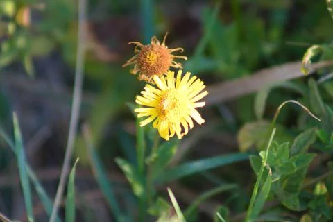 Common fleabane in bloom closeup view with selective focus on foreground Foto stock