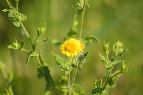 Common fleabane in bloom closeup view with selective focus in foreground Stock Photos