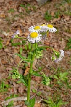 Common fleabane blooming closeup Foto stock