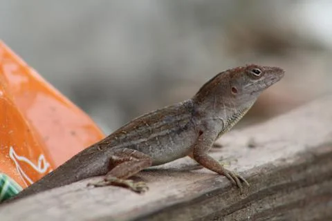 Common Florida Lizard (Brown Anole) Stock Photos