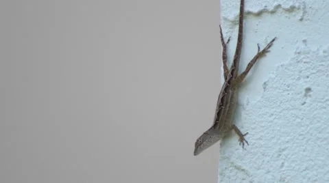 Common Florida Lizard on corner of stucco wall, 4K Stock Footage 50313644