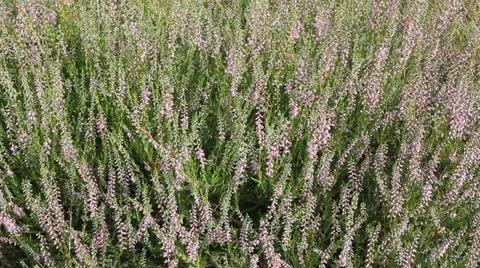 Common flowering heather Stock Footage 13478085