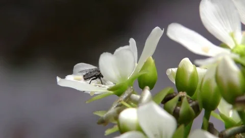 Common fly on flowers of the Venus Flytrap (Dionaea muscipula), N Carolina USA Stock Footage 76919330