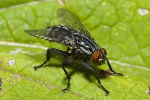 Common fly on a leaf Stock Photos