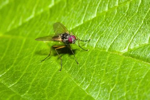 Common fly on a leaf Stock Photos