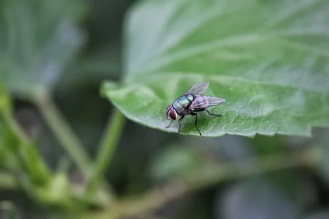 Common fly on a leaf Stock Photos