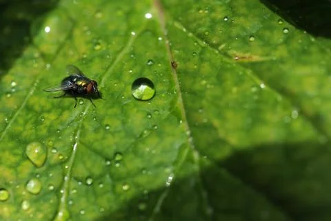 Common Fly On leaf With Water Drops Stock Photos