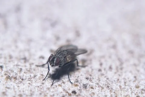 Common fly perched on a gray wall Stock Photos