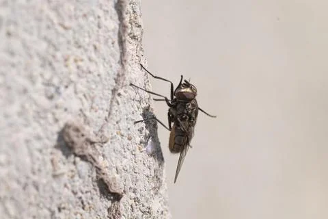 Common fly perched on a light gray wall Stock Photos