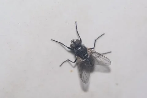 Common fly perched on a wall Stock Photos